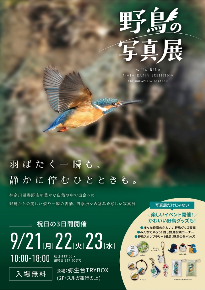 野鳥の写真展 フライヤー