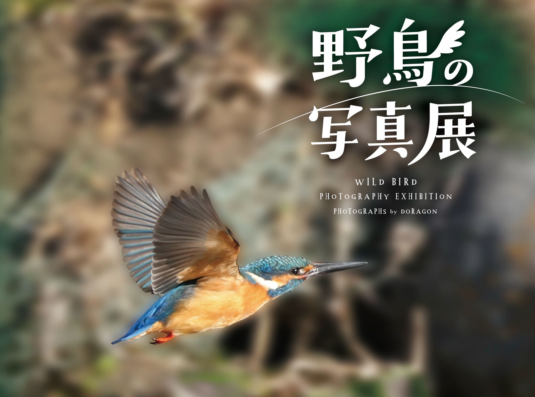 野鳥の写真展 WILD BIRD PHOTOGRAPHY EXHIBITION PHOTOGRAPHS by DORAGON