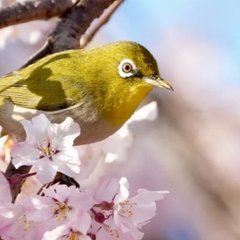 メジロ（撮影：どらごん）